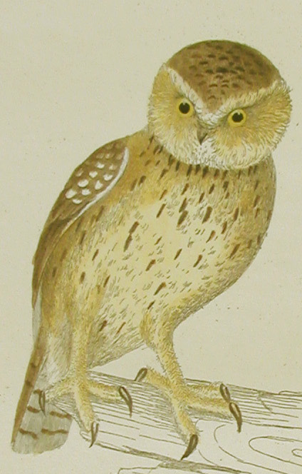Close-up of Little Owl