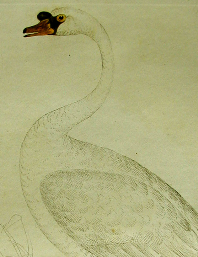 Mute Swan close-up