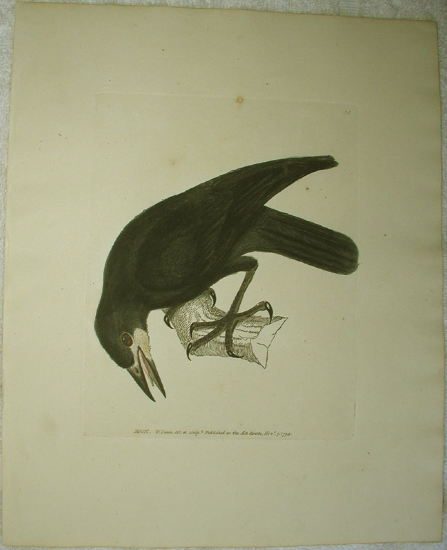 Rook, showing foxing in upper 3rd of the image