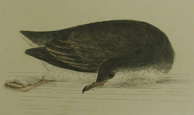 Close-up of Shearwater petrel