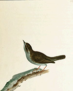 Hedge warbler (pl. 102), Lewin water colour