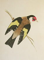 Morris, Goldfinch
