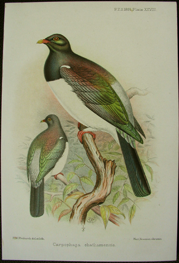 Chatham Island pigeon
