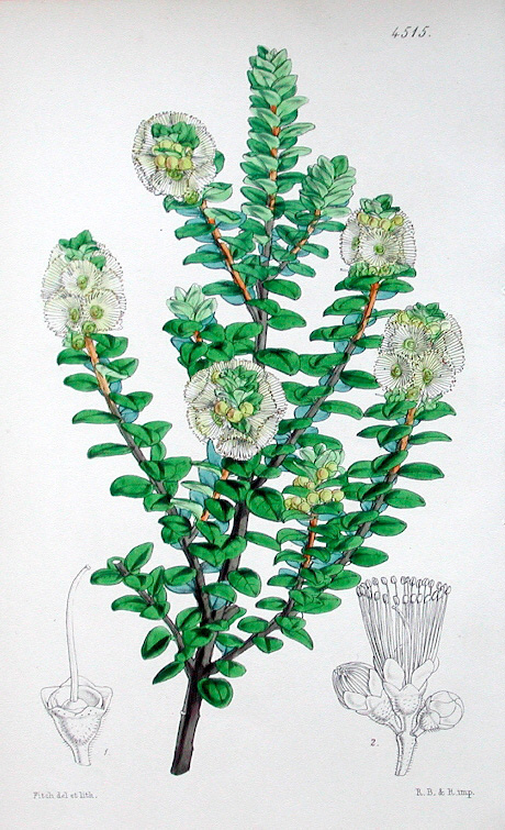 Curtis, Metrosideros buxifolia (scandens), Rata