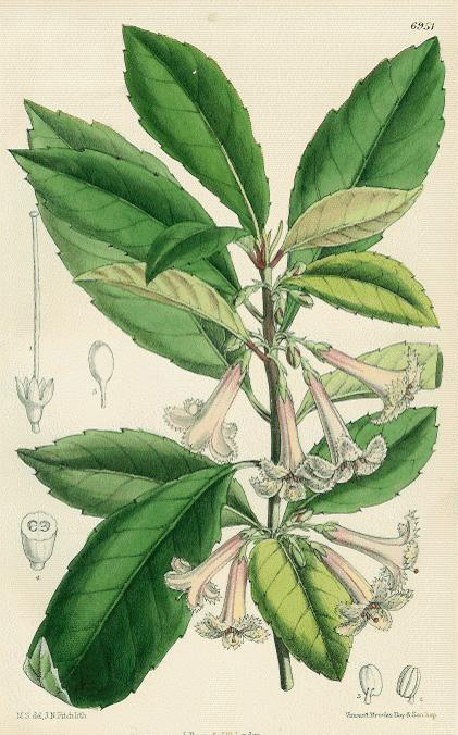 Curtis, Alseuosmia macrophylla, Karapapa