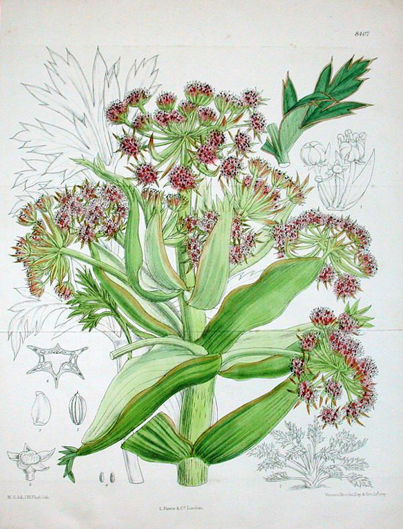 Curtis, Aciphylla latifolia (now Anisotome)