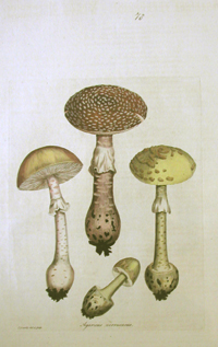 Warty Mushroom