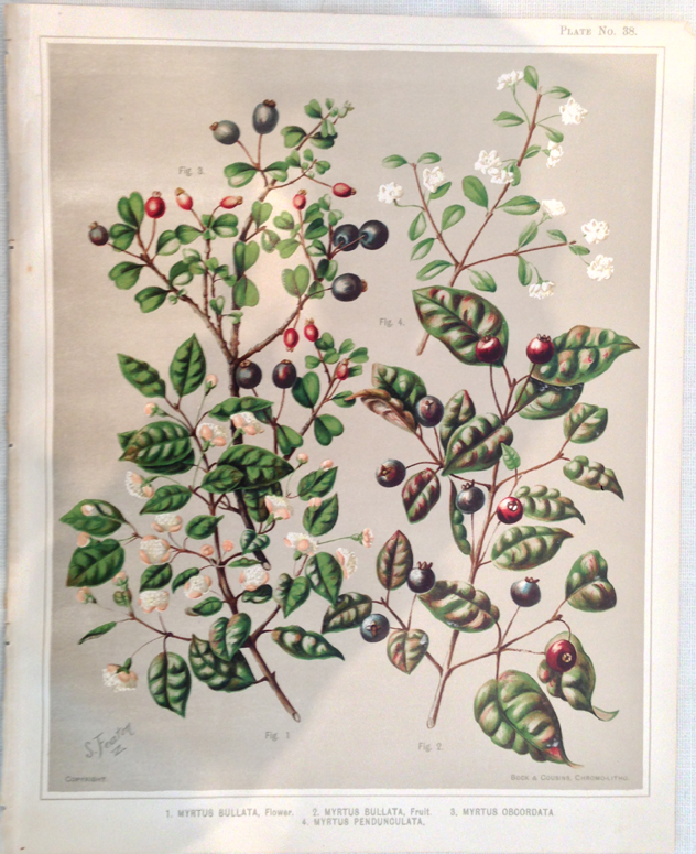 Sarah Featon, Myrtus bullata, flower, Myrtus bullata, fruit, Myrtus obcordata, Myrtus pendunculata