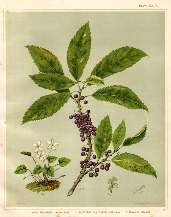 Sarah Featon, Native Violet, Melicytus Ramiflorus