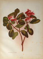 Hetley, Scarlet Mistletoe