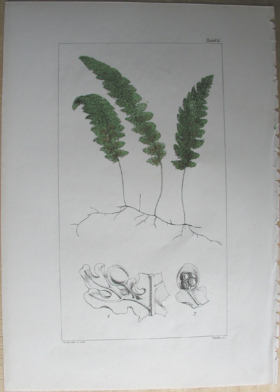 Fern, Hymenophyllum undulatum