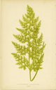 Lowe, Hymenophyllum pulcherrimum