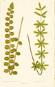 Lowe, Platyloma Rotundifolia, P. Ternifolia