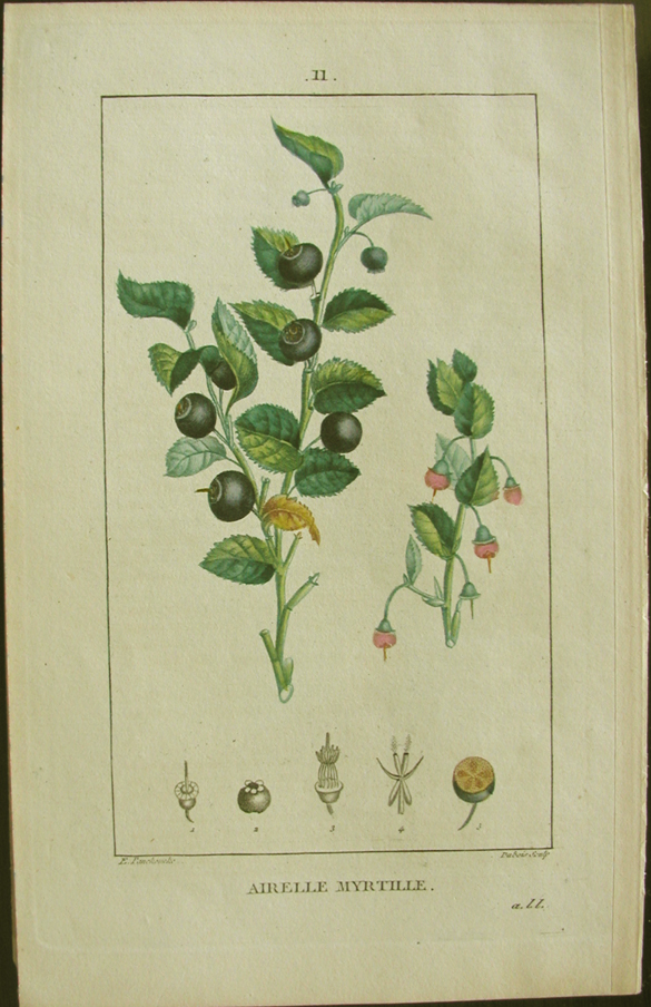 Turpin, Airelle Myrtille (bilberry-shrub)