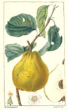 Turpin, Coignassier (Quince-Tree), p126