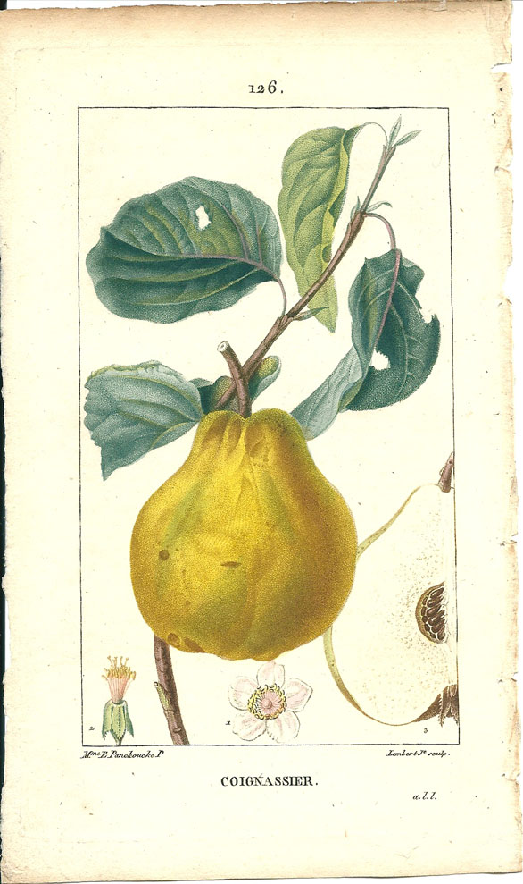 Turpin, Quince