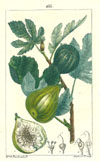 Turpin, Figuier (Fig-Tree), p166
