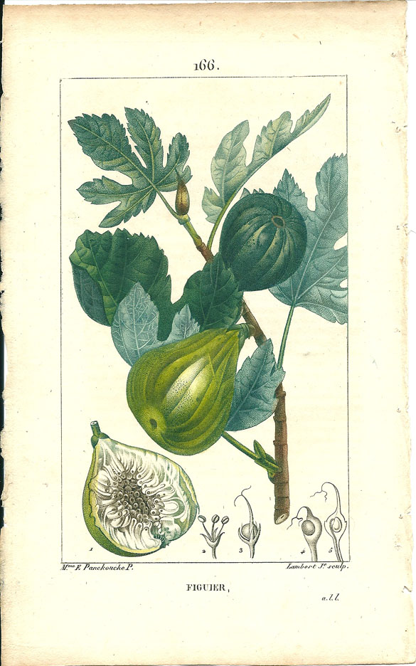 Turpin, Figuier (Fig-Tree)
