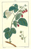 Turpin, Framboisier (Raspberry-Bush; Hindberry-Bush), p170