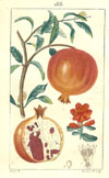 Turpin, Grenadier, (Pomd-Granate Tree), p188