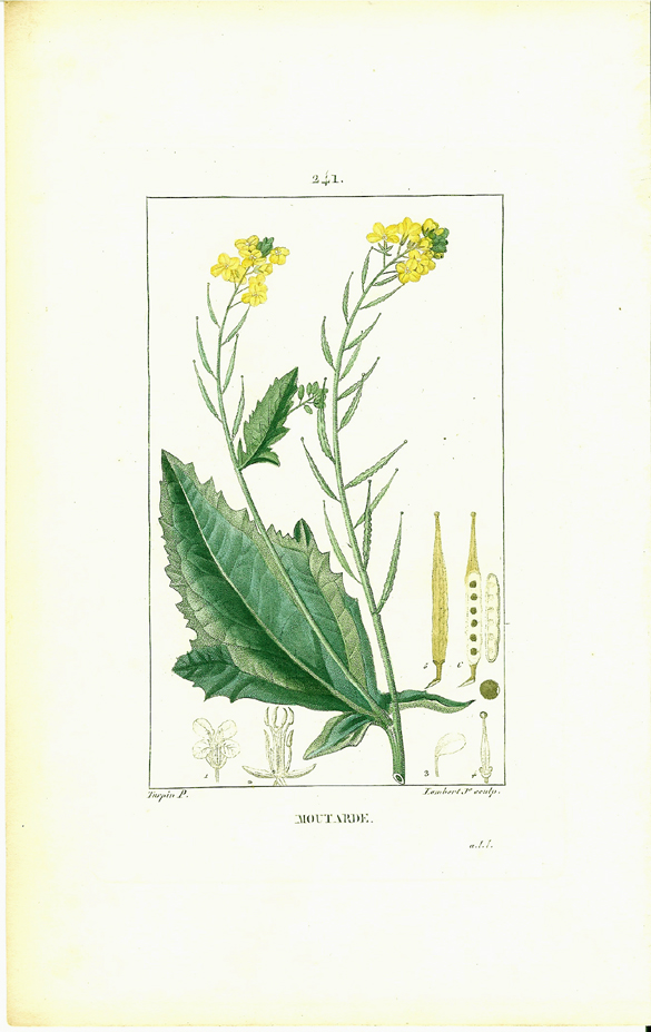Turpin, Moutarde (mustard)