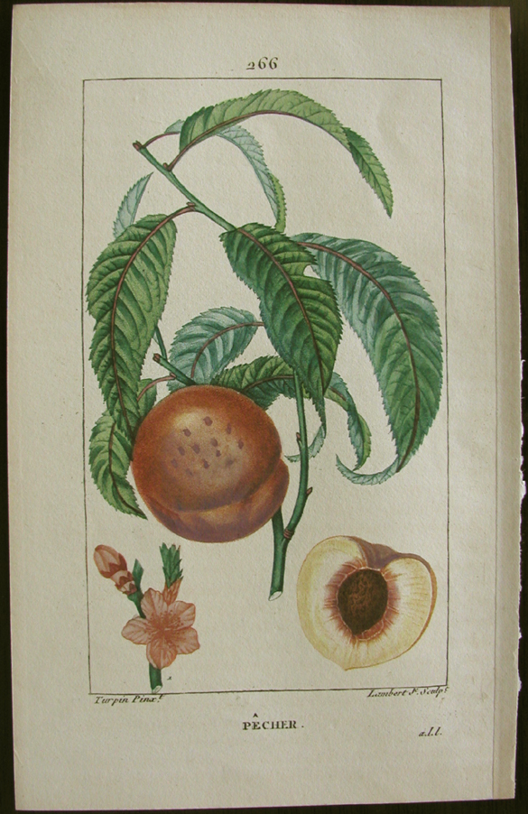 Turpin, Pecher, (peach tree)