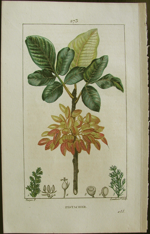 Turpin, Pistachier, (pistachio-tree)