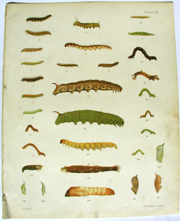 George Vernon Hudson's Plate III, Larva