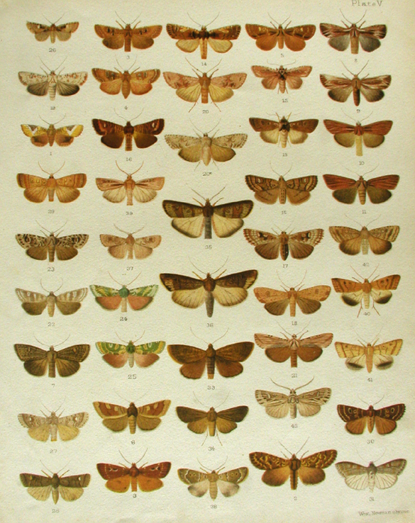 Pictures Of New Zealand Moths. New Zealand Antique Prints