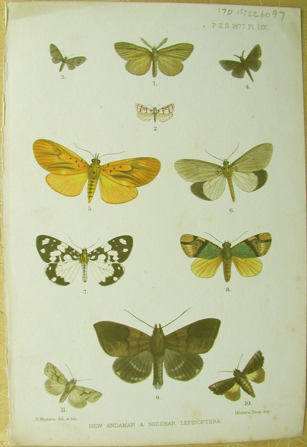 New Andaman & Nicobar Lepidoptera