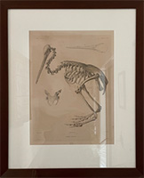 d'Urville Kiwi skeleton