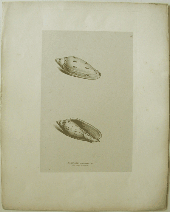 Scaphella maculata