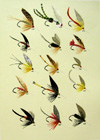 Marbury, Trout flies (174 - 188)