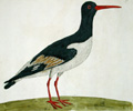 Oystercatcher, link to archive, Albin section