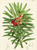 Oleander-leaved Podocarpus, link to Curtis Botanical Magazine prints