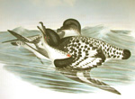 Cape Petrel, link to John Gould, Birds of Australia
