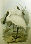 Royal Spoonbill, link to archive, John Gould, Birds of Australia section