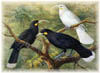Link to New Zealand Birds' Web Site