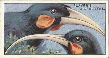 The Huia(cigarette card 25)