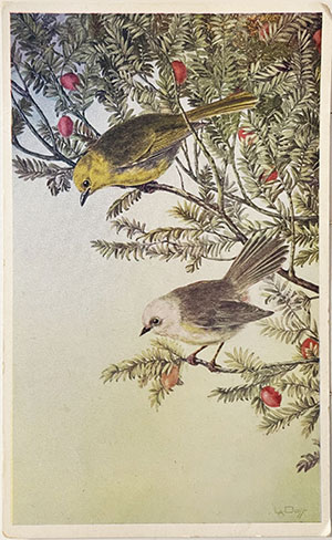 (front of postcard) The Whitehead and Yellowhead on spays of fruiting Miro, Podocarpus ferrugineus