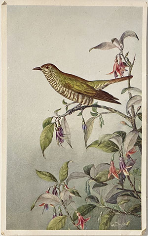 Daff postcard, The Shining Cuckoo on branch of flowering Kotukutuku, Fuchsia excoticata, -- LINK to larger image