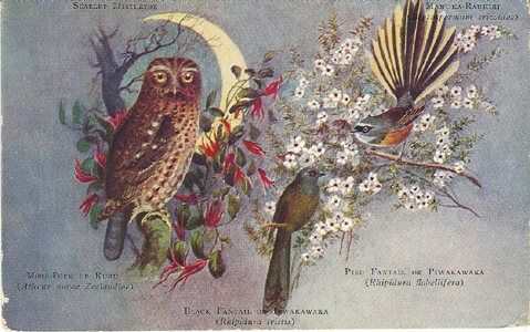 (front of postcard) Worsley postcard, Scarlet Mistletoe, Morepork, Manuka-Raukiri, Pied Fantail or Piwakawaka