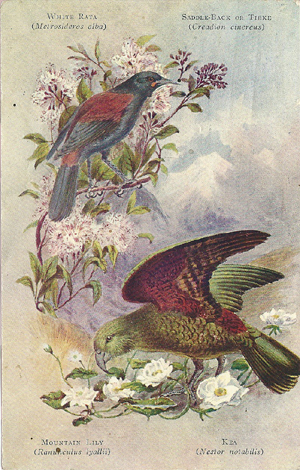 (front of postcard) Worsley postcard, White Rata, Saddleback, Mountain lily, Kea