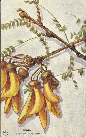 (front of postcard) Kowhai, Sophora Tetraptera