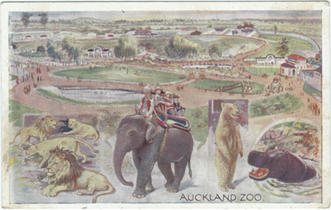 Wilson Bros. Postcard, Auckland Zoo, -- LINK to larger image
