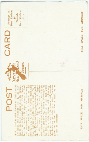 (back of postcard) Wilson Bros. Postcard, Wild Flowers of NZ