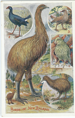 Wilson Bros. Postcard, Ground Birds of New Zealand, -- LINK to larger image