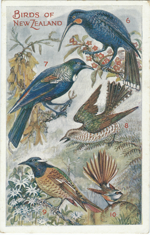 Wilson Bros. Postcard, Flight Birds of New Zealand, -- LINK to larger image