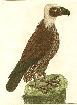 Albin, The Bald or Vulturine Eagle