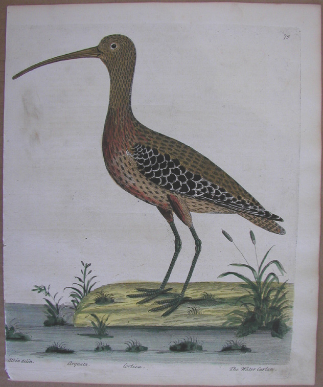 Albin, The Water Curlew
